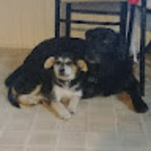 Meet your Posher, Josh